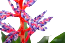 Aechmea Blue Rain - Kokerbromelia - P12 H55 - Roze-Paars - Kamerplant -Natur Bloemen Winkel aechmea blue rain kokerbromelia p12 h55 roze paars 6