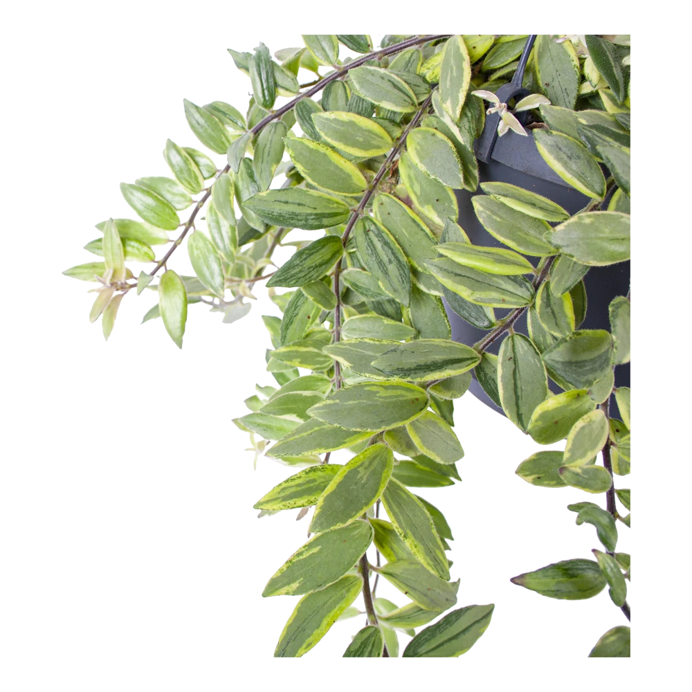 Aeschynanthus Bolero Bicolore - Lipstickplant - In Hangpot - P17 H40 - Kamerplant - Afbeelding 3