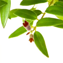 Aeschynanthus Caroline - Lipstickplant - In Hangpot - P15 H25 - Kamerplant -Natur Bloemen Winkel aeschynanthus caroline lipstickplant in hangpot p15 h25 6