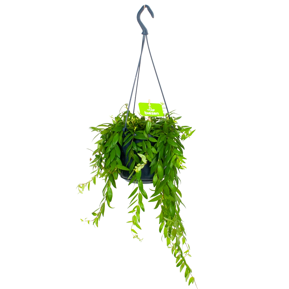 Aeschynanthus Japhrolepis - Lipstickplant - In Hangpot - P15 H20 - Kamerplant 3 Aeschynanthus Japhrolepis - Lipstickplant - In Hangpot - P15 H20 - Kamerplant