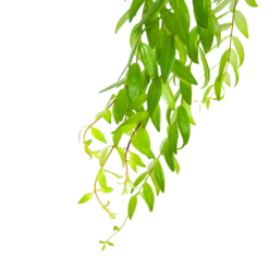 Aeschynanthus Japhrolepis - Lipstickplant - In Hangpot - P15 H20 - Kamerplant 8 Aeschynanthus Japhrolepis - Lipstickplant - In Hangpot - P15 H20 - Kamerplant -Natur Bloemen Winkel aeschynanthus japhrolepis lipstickplant in hangpot p15 6