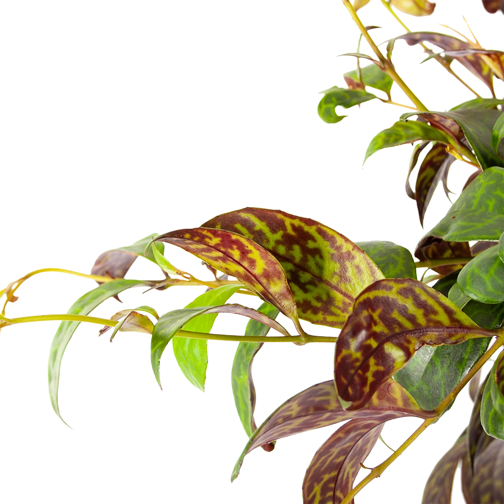Aeschynanthus Marmoratus - Lipstickplant - In Hangpot - P17 H40 - Kamerplant 4 Aeschynanthus Marmoratus - Lipstickplant - In Hangpot - P17 H40 - Kamerplant - Afbeelding 2