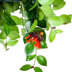 Aeschynanthus Monalisa - Lipstickplant - In Hangpot - P15 H20 - Kamerplant 8 Aeschynanthus Monalisa - Lipstickplant - In Hangpot - P15 H20 - Kamerplant -Natur Bloemen Winkel aeschynanthus monalisa lipstickplant in hangpot p15 5