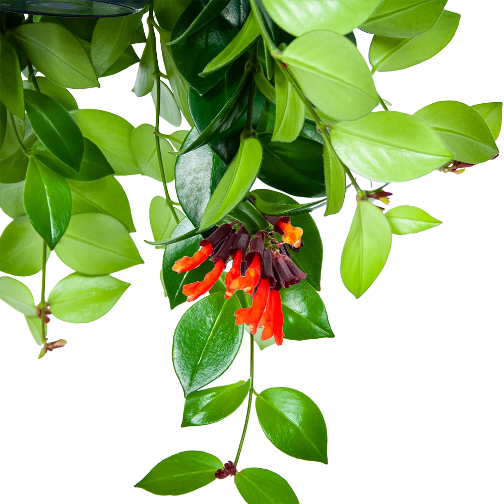 Aeschynanthus Monalisa - Lipstickplant - In Hangpot - P15 H20 - Kamerplant 5 Aeschynanthus Monalisa - Lipstickplant - In Hangpot - P15 H20 - Kamerplant - Afbeelding 3