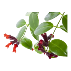 Aeschynanthus Monalisa - Lipstickplant - In Hangpot - P17 H40 - Kamerplant -Natur Bloemen Winkel aeschynanthus monalisa lipstickplant in hangpot p17 h40 6