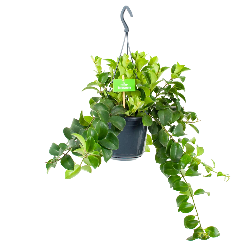 Aeschynanthus Monalisa - Lipstickplant - In Hangpot - P15 H20 - Kamerplant 3 Aeschynanthus Monalisa - Lipstickplant - In Hangpot - P15 H20 - Kamerplant