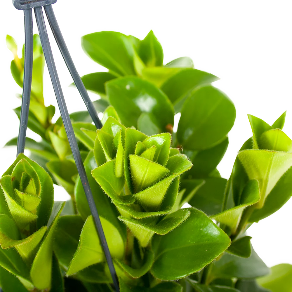 Aeschynanthus Monalisa - Lipstickplant - In Hangpot - P15 H20 - Kamerplant 4 Aeschynanthus Monalisa - Lipstickplant - In Hangpot - P15 H20 - Kamerplant - Afbeelding 2