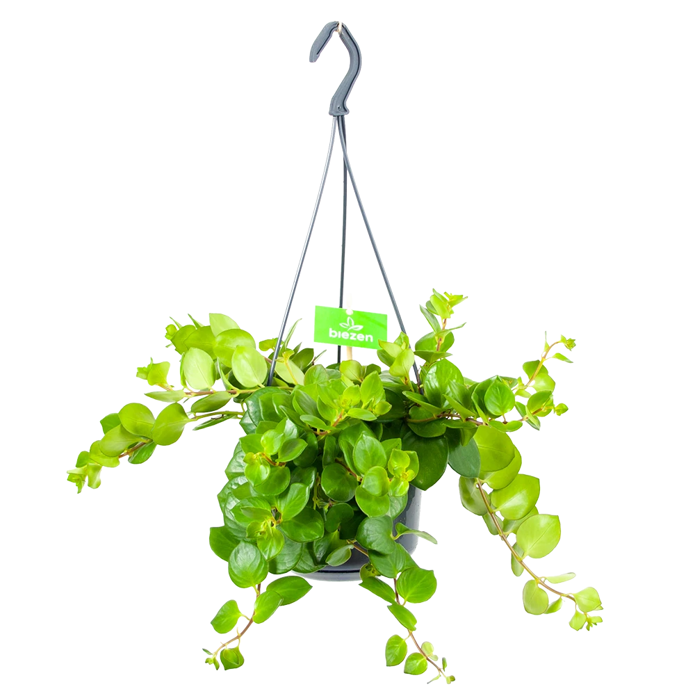 Aeschynanthus Pink Polka - Lipstickplant - In Hangpot - P15 H20 - Kamerplant 3 Aeschynanthus Pink Polka - Lipstickplant - In Hangpot - P15 H20 - Kamerplant