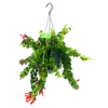 Aeschynanthus Rasta - Lipstickplant - In Hangpot - P15 H20 - Kamerplant -Natur Bloemen Winkel aeschynanthus rasta lipstickplant p15 4 12