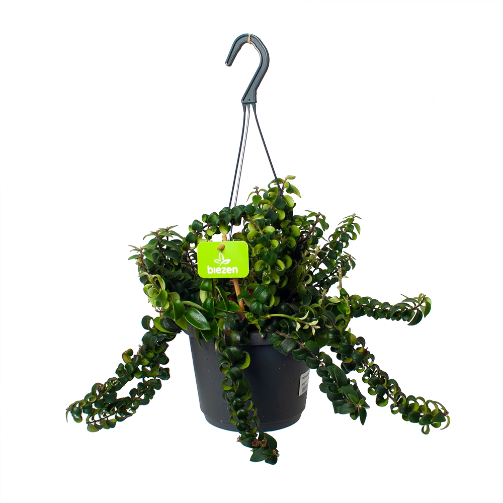 Aeschynanthus Swing - Lipstickplant - In Hangpot - P17 H30 - Kamerplant 3 Aeschynanthus Swing - Lipstickplant - In Hangpot - P17 H30 - Kamerplant