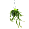 Aeschynanthus Twister - Lipstickplant - In Hangpot - P15 H20 - Kamerplant -Natur Bloemen Winkel aeschynanthus twister lipstickplant in hangpot p15 4 1 1