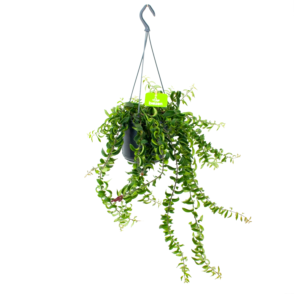 Aeschynanthus Twister - Lipstickplant - In Hangpot - P15 H20 - Kamerplant 3 Aeschynanthus Twister - Lipstickplant - In Hangpot - P15 H20 - Kamerplant