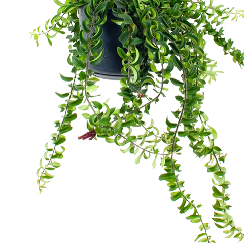 Aeschynanthus Twister - Lipstickplant - In Hangpot - P15 H20 - Kamerplant 4 Aeschynanthus Twister - Lipstickplant - In Hangpot - P15 H20 - Kamerplant - Afbeelding 2