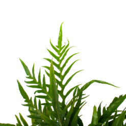 Aglaomorpha Jim - P17 H45 - Kamerplant -Natur Bloemen Winkel aglaomorpha jim p17 h45 3