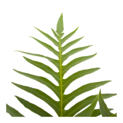 Aglaomorpha Jim - P19 H65 - Kamerplant -Natur Bloemen Winkel aglaomorpha jim p19 h65 3