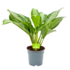 Aglaonema Freedman - P17 H60 - Kamerplant -Natur Bloemen Winkel aglaonema freedman p17 h60 1 1