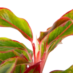 Aglaonema Light Star - P19 H35 - Kamerplant -Natur Bloemen Winkel aglaonema light star p19 h35 4