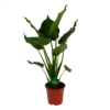Alocasia Cucullata - Olifantsoor - P21 H90 - Kamerplant -Natur Bloemen Winkel alocasia cucullata olifantsoor p21 h90 1