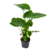 Alocasia Gageana California - Olifantsoor - P21 H85 - Kamerplant -Natur Bloemen Winkel alocasia gageana california olifantsoor p21 h85 1 1
