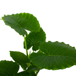 Natur Bloemen Winkel 23 Natur Bloemen Winkel -Natur Bloemen Winkel alocasia gageana california olifantsoor p21 h85 5 1