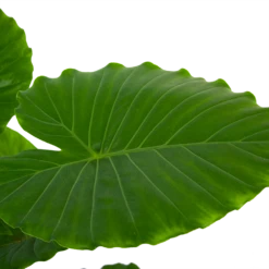Alocasia Gageana California - Olifantsoor - P21 H85 - Kamerplant -Natur Bloemen Winkel alocasia gageana california olifantsoor p21 h85 6 1