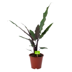 Alocasia Lauterbachiana - Olifantsoor - P19 H70 - Kamerplant