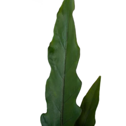 Alocasia Lauterbachiana - Olifantsoor - P19 H70 - Kamerplant -Natur Bloemen Winkel alocasia lauterbachiana olifantsoor p19 h70 4