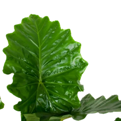 Alocasia Portodora - Olifantsoor - P35 H135 - Kamerplant -Natur Bloemen Winkel alocasia portodora olifantsoor p35 h135 6 1