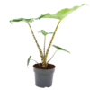 Alocasia Zebrina - Olifantsoor - P14 H40 - Kamerplant 1 Alocasia Zebrina - Olifantsoor - P14 H40 - Kamerplant -Natur Bloemen Winkel alocasia zebrina olifantsoor p14 h40 1 14