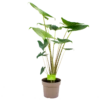 Alocasia Zebrina - Olifantsoor - P21 H70 - Kamerplant -Natur Bloemen Winkel alocasia zebrina olifantsoor p21 h100 4 12