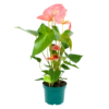 Anthurium Andreanum - Flamingoplant - P17 H70 Roze - Kamerplant -Natur Bloemen Winkel anthurium andreanum flamingoplant p17 h70 roze 1 1
