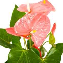 Natur Bloemen Winkel 37 Natur Bloemen Winkel -Natur Bloemen Winkel anthurium andreanum flamingoplant p17 h70 roze 5 1