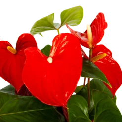 Natur Bloemen Winkel 35 Natur Bloemen Winkel -Natur Bloemen Winkel anthurium andreanum flamingoplant p30 h80 rood 5 1