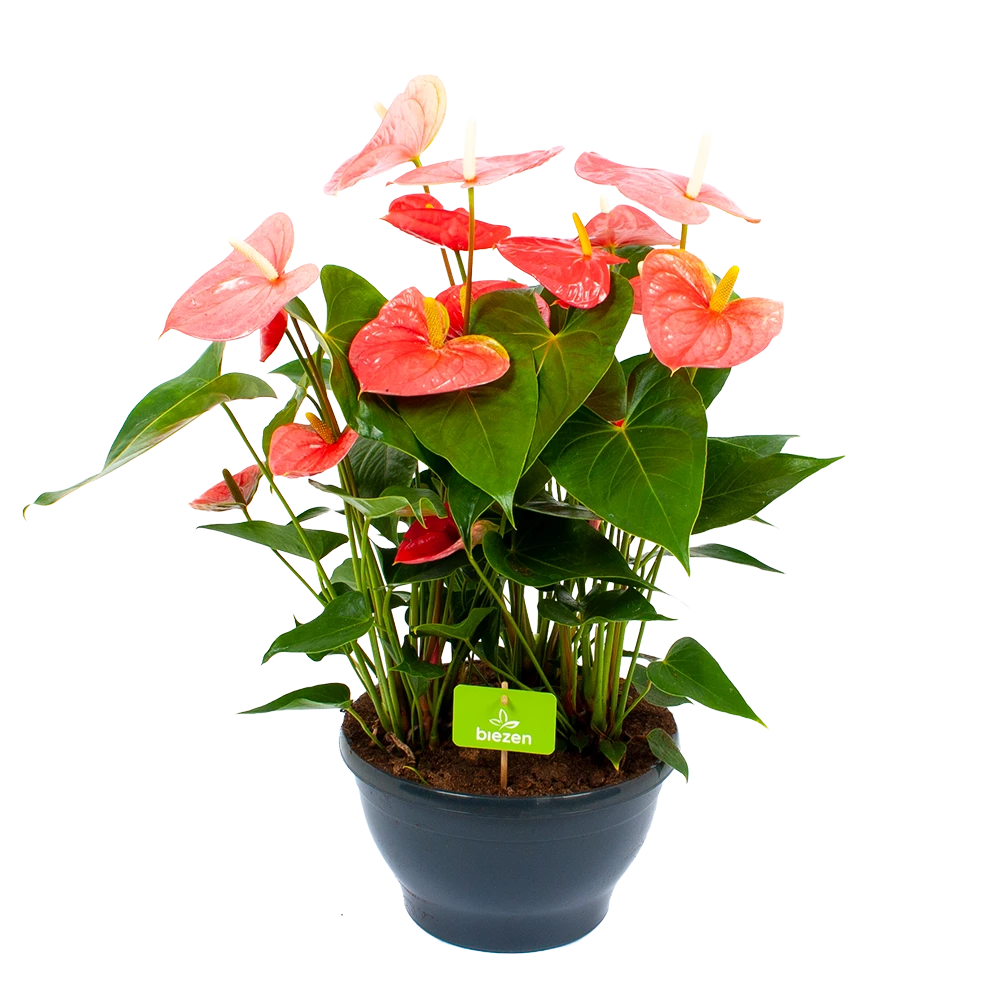 Anthurium Andreanum - Flamingoplant - P30 H80 Roze - Kamerplant 3 Anthurium Andreanum - Flamingoplant - P30 H80 Roze - Kamerplant