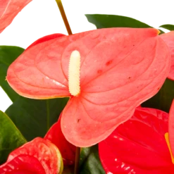 Natur Bloemen Winkel 29 Natur Bloemen Winkel -Natur Bloemen Winkel anthurium andreanum flamingoplant p30 h80 roze 5 1