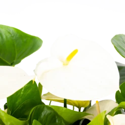 Natur Bloemen Winkel 33 Natur Bloemen Winkel -Natur Bloemen Winkel anthurium andreanum flamingoplant p30 h80 wit 5 1