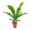 Anthurium Brownii Arrow - P15 H60 - Kamerplant -Natur Bloemen Winkel anthurium brownii arrow p15 h60 1