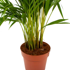 Areca - Goudpalm - P21 H100 - Kamerplant -Natur Bloemen Winkel areca goudpalm p21 h100 6 1