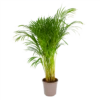 Areca - Goudpalm - P24 H120 - Kamerplant 1 Areca - Goudpalm - P24 H120 - Kamerplant -Natur Bloemen Winkel areca goudpalm p24 h120 1