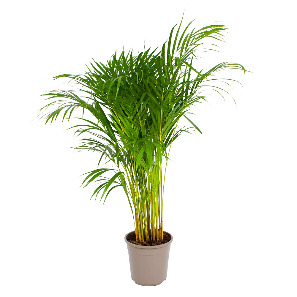 Areca - Goudpalm - P24 H120 - Kamerplant 3 Areca - Goudpalm - P24 H120 - Kamerplant