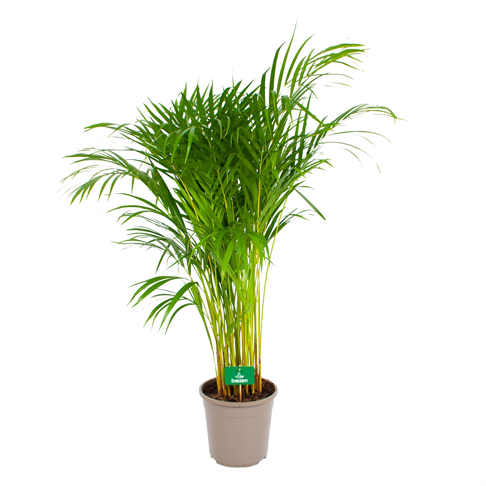 Areca - Goudpalm - P24 H120 - Kamerplant 4 Areca - Goudpalm - P24 H120 - Kamerplant - Afbeelding 2