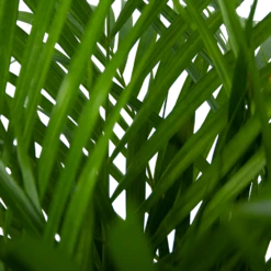 Areca - Goudpalm - P24 H120 - Kamerplant 9 Areca - Goudpalm - P24 H120 - Kamerplant -Natur Bloemen Winkel areca goudpalm p24 h120 5