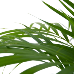 Areca - Goudpalm - P24 H120 - Kamerplant 10 Areca - Goudpalm - P24 H120 - Kamerplant -Natur Bloemen Winkel areca goudpalm p24 h120 6