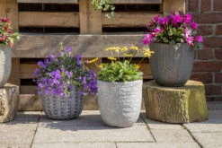 Bloempot Arkansas Egg Washed - D32 X H31cm - Lichtgrijs 7 Bloempot Arkansas Egg Washed - D32 X H31cm - Lichtgrijs -Natur Bloemen Winkel arkansas egg pot washed grey d32h31 bloempot 7 9