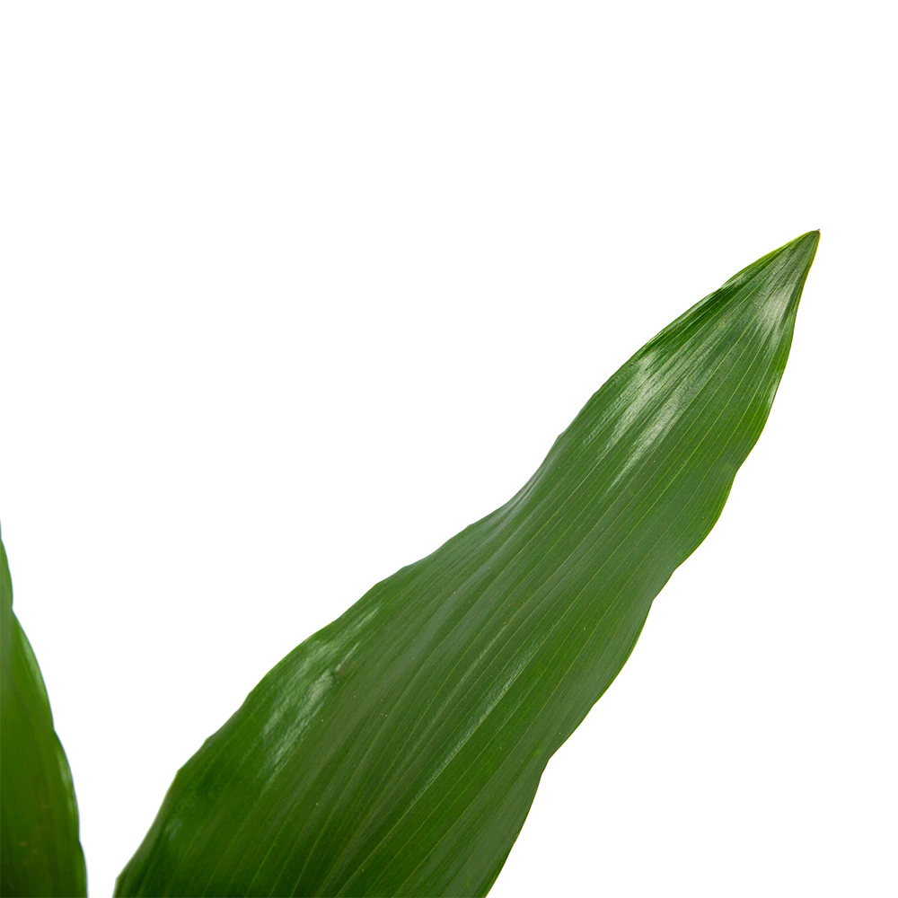 Aspidistra Elatior - Kwartjesplant - P15 H60 - Kamerplant 4 Aspidistra Elatior - Kwartjesplant - P15 H60 - Kamerplant - Afbeelding 2
