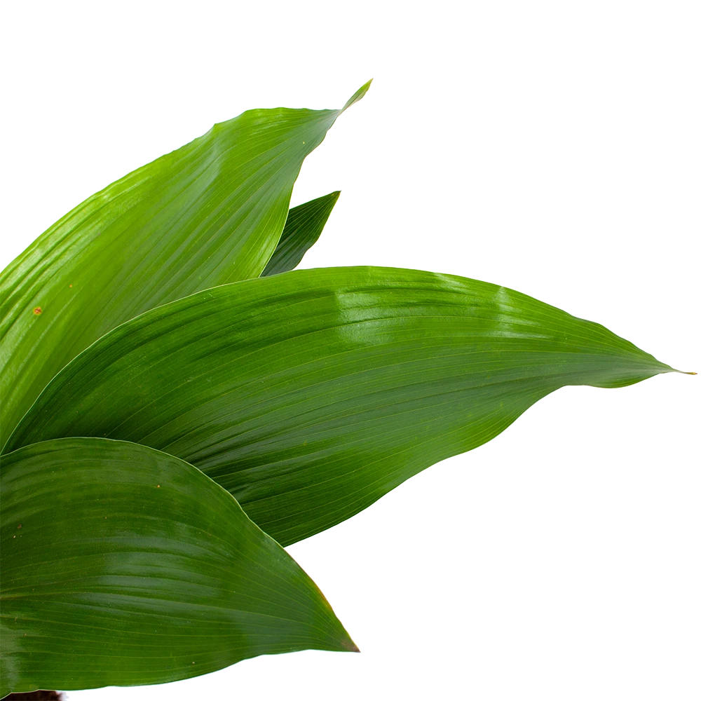 Aspidistra Elatior - Kwartjesplant - P17 H70 - Kamerplant 4 Aspidistra Elatior - Kwartjesplant - P17 H70 - Kamerplant - Afbeelding 2