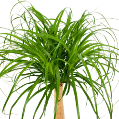 Beaucarnea Recurvata - Op Stam - Olifantenpoot - P27 H100 - Kamerplant 7 Beaucarnea Recurvata - Op Stam - Olifantenpoot - P27 H100 - Kamerplant -Natur Bloemen Winkel beaucarnea recurvata op stam olifantenpoot p27 h100 5 1