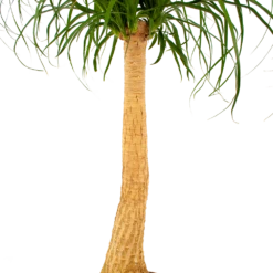 Beaucarnea Recurvata - Op Stam - Olifantenpoot - P27 H100 - Kamerplant 8 Beaucarnea Recurvata - Op Stam - Olifantenpoot - P27 H100 - Kamerplant -Natur Bloemen Winkel beaucarnea recurvata op stam olifantenpoot p27 h100 6 1