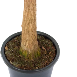 Beaucarnea Recurvata - Op Stam - Olifantenpoot - P32 H130 - Kamerplant 7 Beaucarnea Recurvata - Op Stam - Olifantenpoot - P32 H130 - Kamerplant -Natur Bloemen Winkel beaucarnea recurvata op stam olifantenpoot p32 h130 5 3