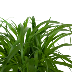 Beaucarnea Recurvata - Op Stam - Olifantenpoot - P32 H130 - Kamerplant 8 Beaucarnea Recurvata - Op Stam - Olifantenpoot - P32 H130 - Kamerplant -Natur Bloemen Winkel beaucarnea recurvata op stam olifantenpoot p32 h130 6 3